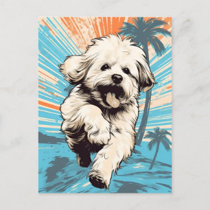 Havanese dog at a tropical beach during sunset postcard