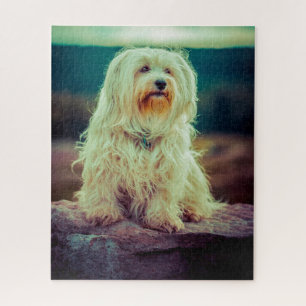 Havanese Dog. Jigsaw Puzzle