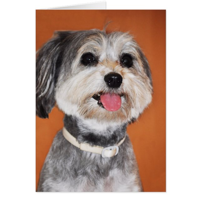 Havanese Dog Portrait (Front)