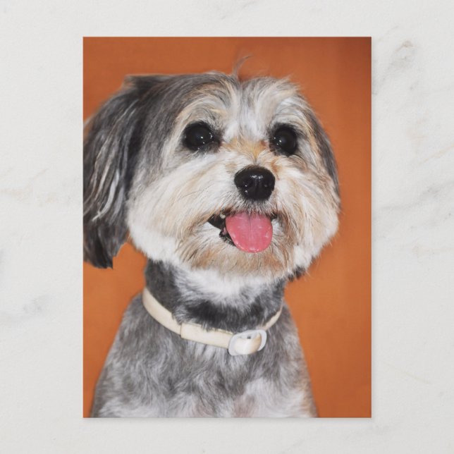 Havanese Dog Portrait Postcard (Front)