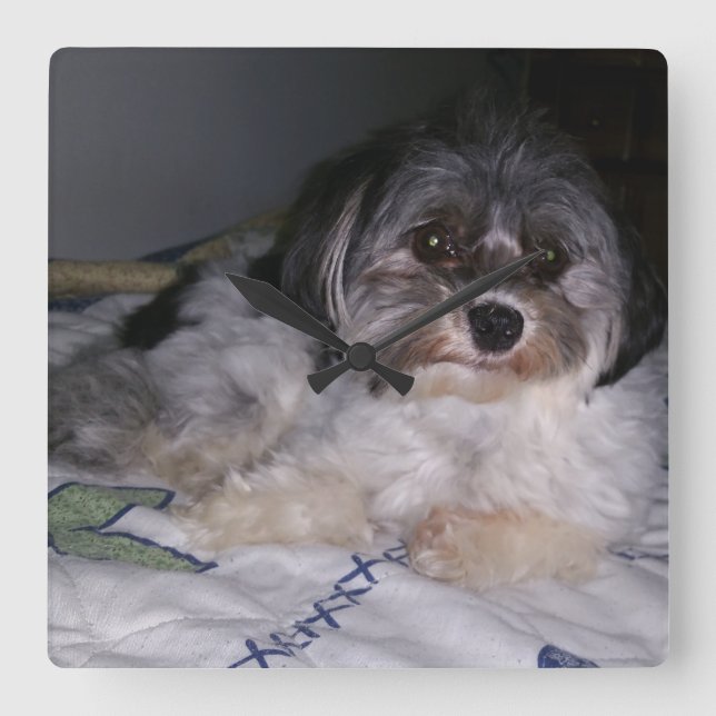 Havanese Dog, Square Wall Clock (Front)