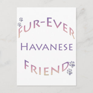 Havanese Furever Postcard