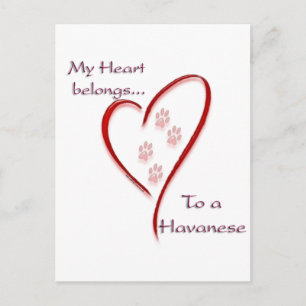 Havanese Heart Belongs Postcard