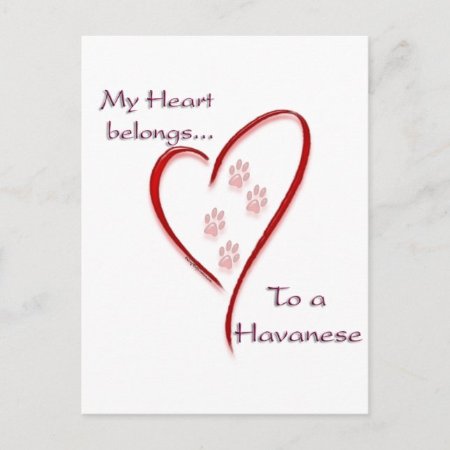 Havanese Heart Belongs Postcard (Front)