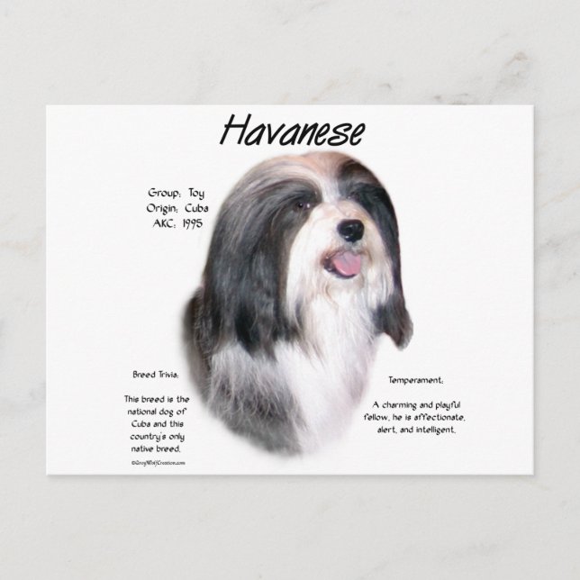 Havanese History Design Postcard (Front)