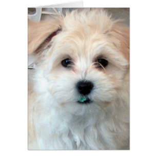 Havanese Hug card