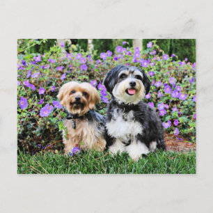 Havanese - Lola & Yorkie - Molly Postcard