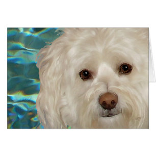 Havanese on Turquoise Water