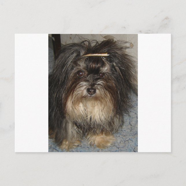 havanese postcard (Front)