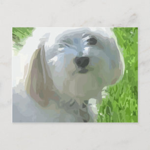 Havanese Postcard