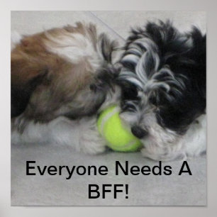 Havanese puppies - Friendship - BFF Poster