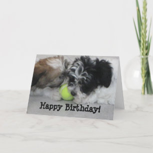 Havanese Puppies Happy Birthday Card