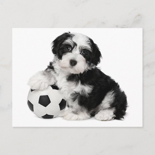 Havanese Puppy Dog Postcard (Front)