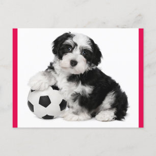 Havanese Puppy Dog Postcard