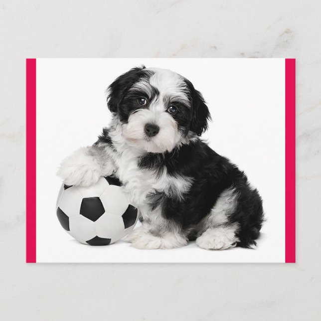 Havanese Puppy Dog Postcard (Front)