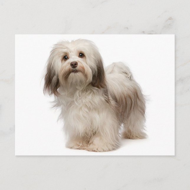 Havanese Puppy Dog Postcard (Front)