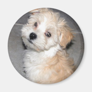 Havanese Puppy Magnet