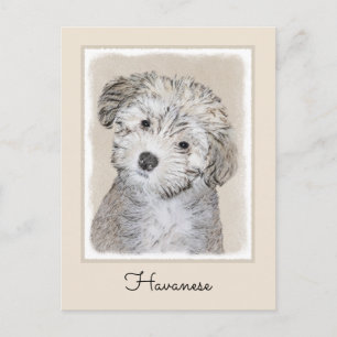 Havanese Puppy Painting - Cute Original Dog Art Postcard