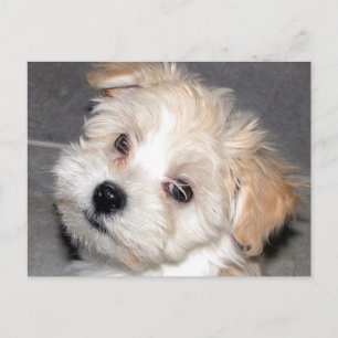 Havanese Puppy Postcard