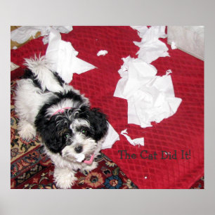 Havanese Puppy Poster