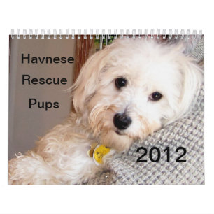 Havanese Puppy Rescue Calendar 2012