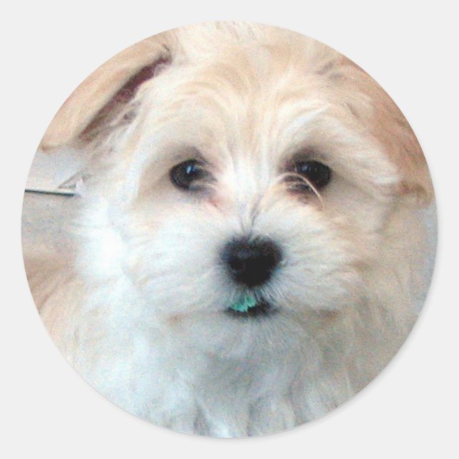 Havanese Puppy - Rescue Classic Round Sticker (Front)