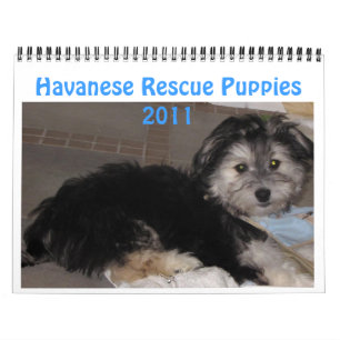 Havanese Rescu Puppies 2011 Calendar