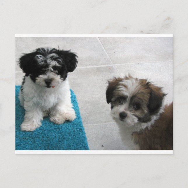 Havanese Rescue Puppies Black White Grey Postcard (Front)