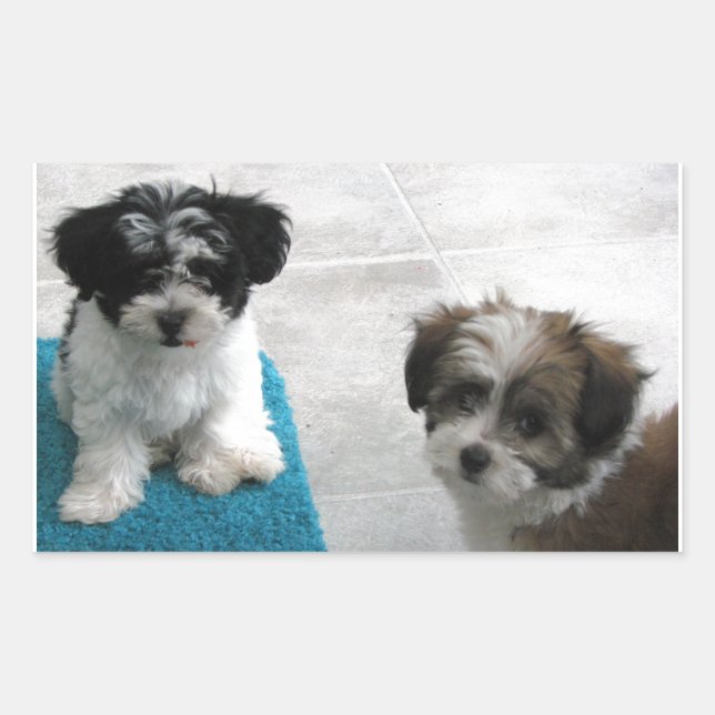 Havanese Rescue Puppies Black White Grey Rectangular Sticker (Front)