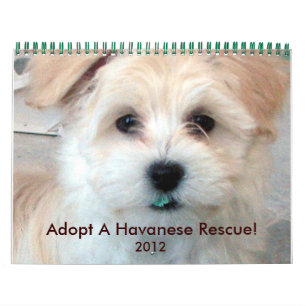Havanese Rescue Puppies Calendar 2012