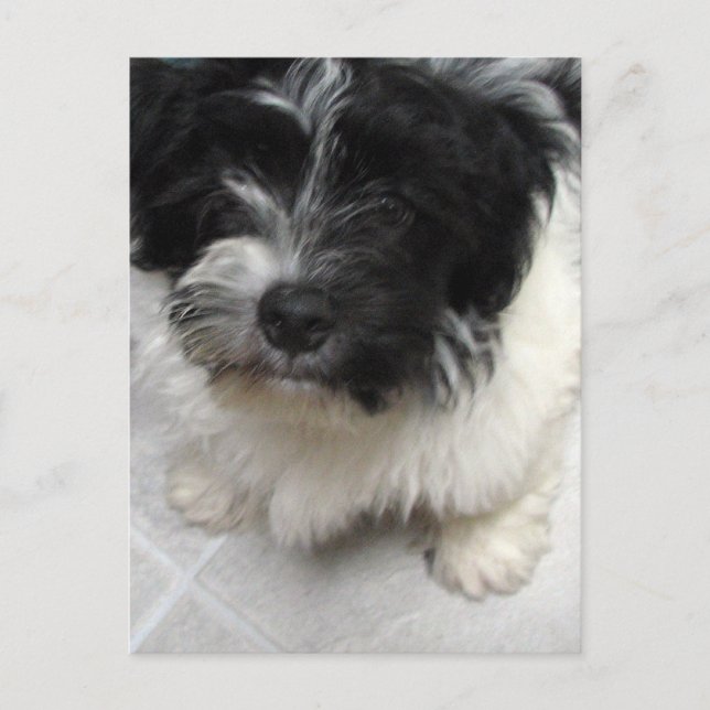 Havanese Rescue Puppy black and white Postcard (Front)