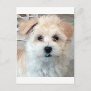 Havanese Rescue Puppy Tan funny green 'tooth' Postcard
