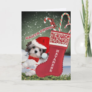 Havanese Santa Paws Christmas Holiday Card