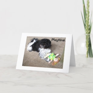 HAVANESE SAYS WISH I COULD PLAY WITH U ON BIRTHDAY CARD