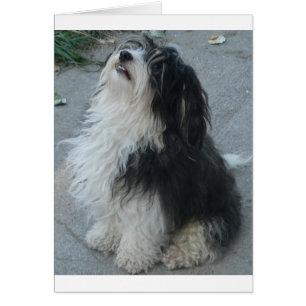 havanese_sitting.png