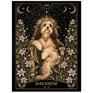 Havanese, Starlit Tarot Art Postcard