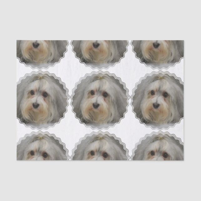 Havanese Tissue Paper (Front)