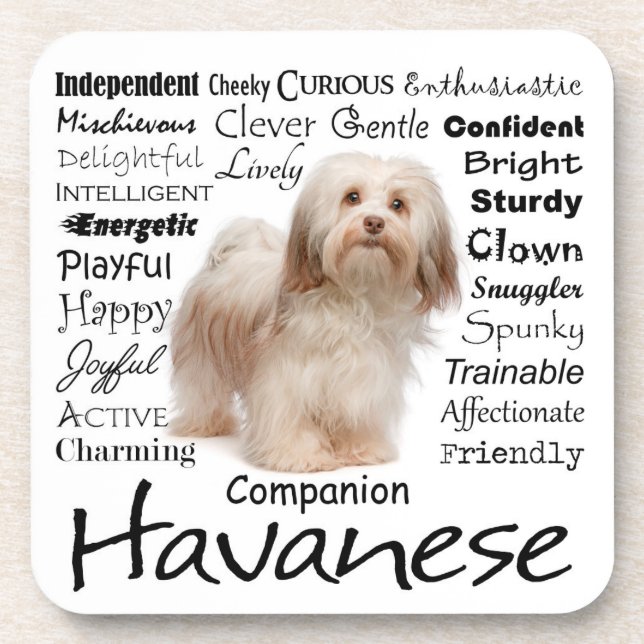 Havanese Traits Coasters (Front)