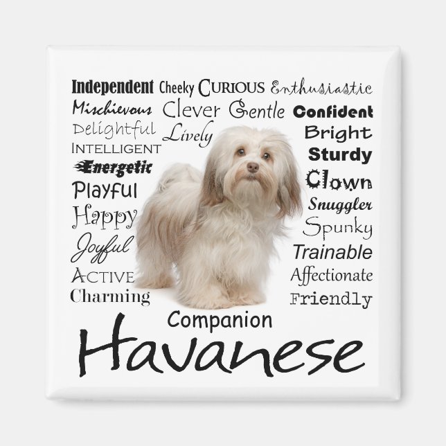 Havanese Traits Magnet (Front)
