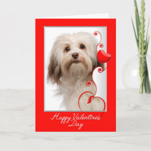 Havanese Valentine's Day Card