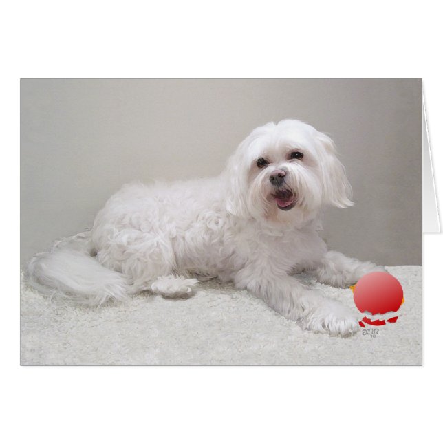 Havanese with Ornament (Front Horizontal)
