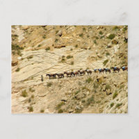 Havasu Canyon Pack Train