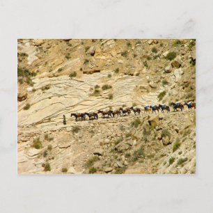Havasu Canyon Pack Train Postcard