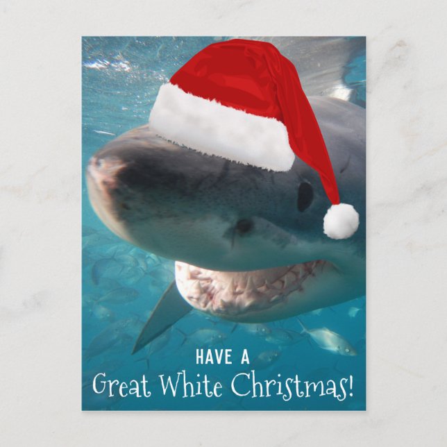 Have a Great White Christmas Funny Shark Australia Postcard (Front)