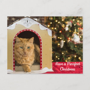 Have a Purrfect Christmas Cute Cat in Cat House Holiday Postcard