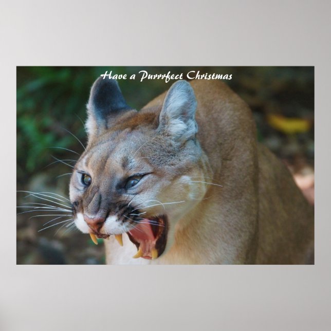 Have a Purrrfect Christmas Poster (Front)