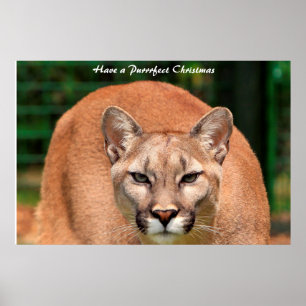 Have a Purrrfect Christmas Poster