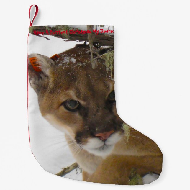 Have a Purrrfect Christmas Small Christmas Stocking (Front)