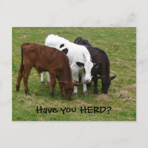 Have you HERD? Three Cows Postcard