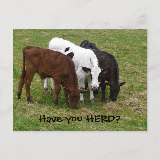 Have you HERD? Three Cows Postcard (Front)
